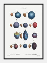 Indlæs billede til gallerivisning blommer  |  PIERRE-JOSEPH REDOUTÉ - decoARTE