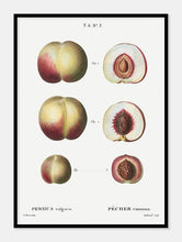 Indlæs billede til gallerivisning nektariner  |  PIERRE-JOSEPH REDOUTÉ - decoARTE