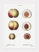 Indlæs billede til gallerivisning nektariner  |  PIERRE-JOSEPH REDOUTÉ - decoARTE
