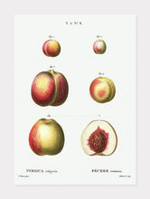 Indlæs billede til gallerivisning nektariner  |  PIERRE-JOSEPH REDOUTÉ - decoARTE