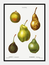 Indlæs billede til gallerivisning pærer  |  PIERRE-JOSEPH REDOUTÉ - decoARTE