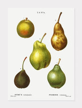 Indlæs billede til gallerivisning pærer  |  PIERRE-JOSEPH REDOUTÉ - decoARTE