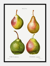 Indlæs billede til gallerivisning pærer  |  PIERRE-JOSEPH REDOUTÉ - decoARTE
