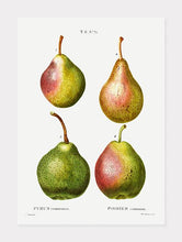 Indlæs billede til gallerivisning pærer  |  PIERRE-JOSEPH REDOUTÉ - decoARTE