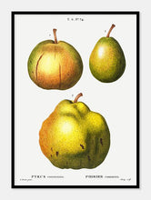 Indlæs billede til gallerivisning pærer  |  PIERRE-JOSEPH REDOUTÉ - decoARTE