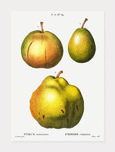 Indlæs billede til gallerivisning pærer  |  PIERRE-JOSEPH REDOUTÉ - decoARTE