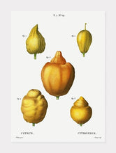 Indlæs billede til gallerivisning citroner  |  PIERRE-JOSEPH REDOUTÉ - decoARTE