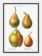 Indlæs billede til gallerivisning pærer  |  PIERRE-JOSEPH REDOUTÉ - decoARTE