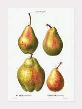 Indlæs billede til gallerivisning pærer  |  PIERRE-JOSEPH REDOUTÉ - decoARTE
