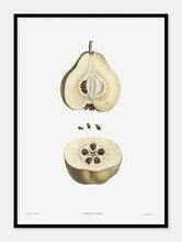 Indlæs billede til gallerivisning pære  |  PIERRE-JOSEPH REDOUTÉ - decoARTE