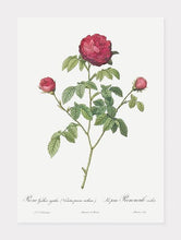 Indlæs billede til gallerivisning agatarose  |  ROSA GALLICA AGATHA  |  PIERRE-JOSEPH REDOUTÉ - decoARTE