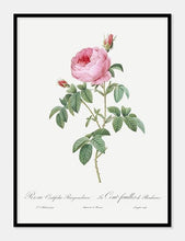 Indlæs billede til gallerivisning rosa centifolia burgundiaca  |  PIERRE-JOSEPH REDOUTÉ - decoARTE