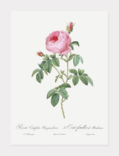 Indlæs billede til gallerivisning rosa centifolia burgundiaca  |  PIERRE-JOSEPH REDOUTÉ - decoARTE