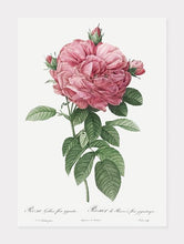 Indlæs billede til gallerivisning rosa gallica flore giganteo  |  PIERRE-JOSEPH REDOUTÉ - decoARTE
