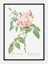 Indlæs billede til gallerivisning rosa indica fragrans  |  PIERRE-JOSEPH REDOUTÉ - decoARTE