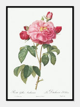 Indlæs billede til gallerivisning rosa gallica aurelianensis  |  PIERRE-JOSEPH REDOUTÉ - decoARTE