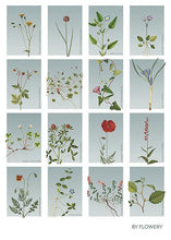 Indlæs billede til gallerivisning samleplakat med 16 blomster | BLÅTONE | FLORA BY FLOWERY - decoARTE