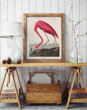 Indlæs billede til gallerivisning pink flamingo | JOHN JAMES AUDUBON - decoARTE
