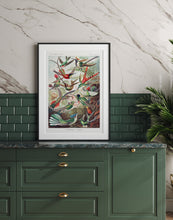 Indlæs billede til gallerivisning fugle i flugt | KOLIBRIER | ERNST HAECKEL - decoARTE