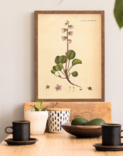 Indlæs billede til gallerivisning grønlandsk vintergrøn | FLORA DANICA-ILLUSTRATION - decoARTE