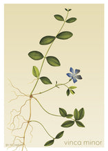 Indlæs billede til gallerivisning vinca minor | LIDEN SINGRØN | FLORA BY FLOWERY - decoARTE