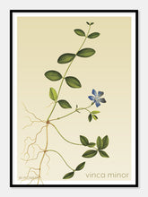 Indlæs billede til gallerivisning vinca minor | LIDEN SINGRØN | FLORA BY FLOWERY - decoARTE