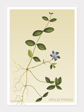 Indlæs billede til gallerivisning vinca minor | LIDEN SINGRØN | FLORA BY FLOWERY - decoARTE