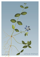 Indlæs billede til gallerivisning vinca minor | LIDEN SINGRØN | FLORA BY FLOWERY - decoARTE