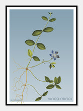 Indlæs billede til gallerivisning vinca minor | LIDEN SINGRØN | FLORA BY FLOWERY - decoARTE