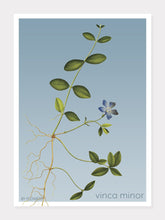 Indlæs billede til gallerivisning vinca minor | LIDEN SINGRØN | FLORA BY FLOWERY - decoARTE