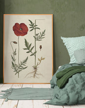 Indlæs billede til gallerivisning kornvalmue | FLORA DANICA-ILLUSTRATION - decoARTE