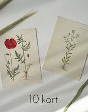 Indlæs billede til gallerivisning 10 Flora Danica kort