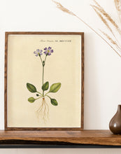 Indlæs billede til gallerivisning norsk kodriver  |  FLORA DANICA-ILLUSTRATION - decoARTE