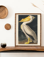 Indlæs billede til gallerivisning hvid pelikan | JOHN JAMES AUDUBON - decoARTE