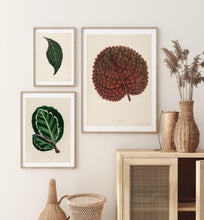 Indlæs billede til gallerivisning adelaster albivenis | BENJAMIN FAWCETT | DECOARTE - decoARTE