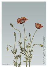 Indlæs billede til gallerivisning papaver argemone | KØLLEVALMUE | FLORA BY FLOWERY - decoARTE