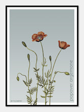 Indlæs billede til gallerivisning papaver argemone | KØLLEVALMUE | FLORA BY FLOWERY - decoARTE