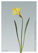 Indlæs billede til gallerivisning narcissus pseudonarcissus | PÅSKELILJE | FLORA BY FLOWERY - decoARTE