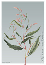 Indlæs billede til gallerivisning polygonum nodosum | PILEURT | FLORA BY FLOWERY - decoARTE