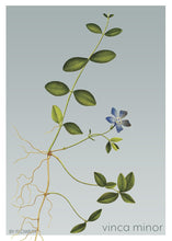 Indlæs billede til gallerivisning vinca minor | LIDEN SINGRØN | FLORA BY FLOWERY - decoARTE
