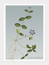 Indlæs billede til gallerivisning vinca minor | LIDEN SINGRØN | FLORA BY FLOWERY - decoARTE