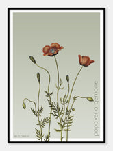 Indlæs billede til gallerivisning papaver argemone | KØLLEVALMUE | FLORA BY FLOWERY - decoARTE