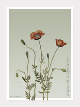 Indlæs billede til gallerivisning papaver argemone | KØLLEVALMUE | FLORA BY FLOWERY - decoARTE