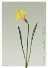 Indlæs billede til gallerivisning narcissus pseudonarcissus | PÅSKELILJE | FLORA BY FLOWERY - decoARTE