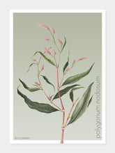 Indlæs billede til gallerivisning polygonum nodosum | PILEURT | FLORA BY FLOWERY - decoARTE