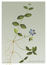 Indlæs billede til gallerivisning vinca minor | LIDEN SINGRØN | FLORA BY FLOWERY - decoARTE