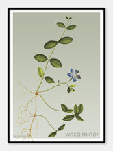 Indlæs billede til gallerivisning vinca minor | LIDEN SINGRØN | FLORA BY FLOWERY - decoARTE
