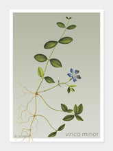 Indlæs billede til gallerivisning vinca minor | LIDEN SINGRØN | FLORA BY FLOWERY - decoARTE