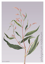 Indlæs billede til gallerivisning polygonum nodosum | PILEURT | FLORA BY FLOWERY - decoARTE