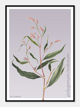 Indlæs billede til gallerivisning polygonum nodosum | PILEURT | FLORA BY FLOWERY - decoARTE